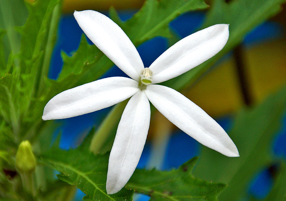 Five white Hippobroma longiflora flower petals with a green sepal