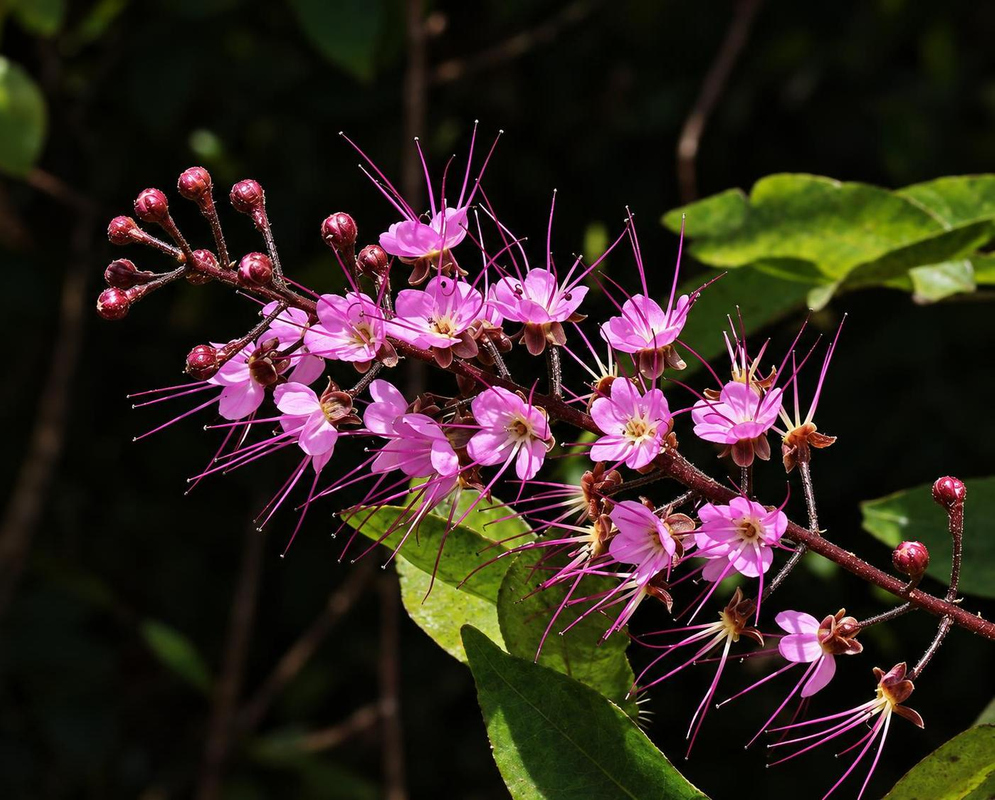 Hirtella racemosa has clustered small pink flowers with long radiating purple stamens beside a pointed green leaf