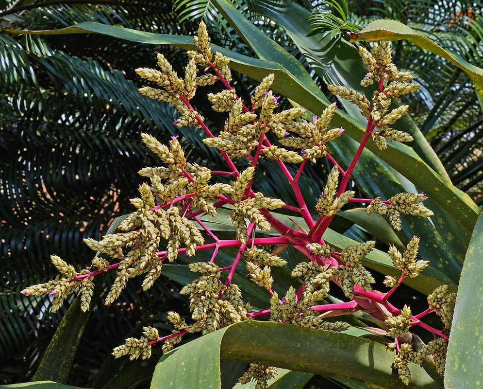 Hohenbergia catingae has a tall branching pink flowering axis bearing many compact pale green fuzzy clusters