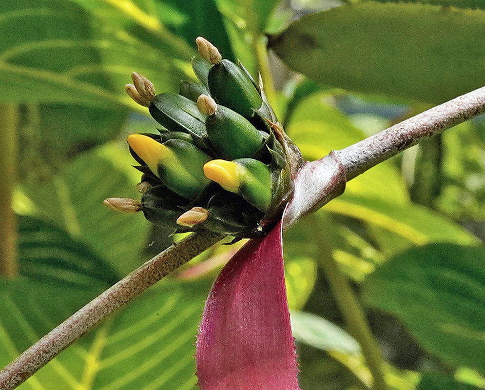 Hohenbergia disjuncta has yellow tubular flowers emerging from dark green buds above a hanging pink bract
