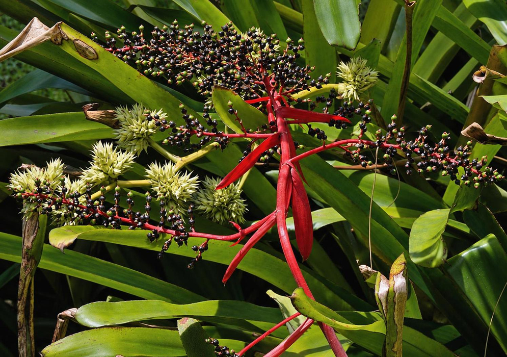 Hohenbergia stellata has bright red branching flower stalks carrying elongated clusters of small dark buds among strap-shaped green leaves