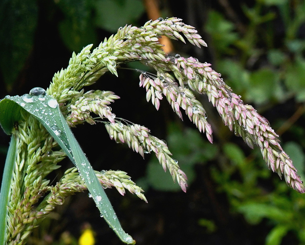 Holcus lanatus has drooping branched panicles of pale pink-gray spikelets beside a narrow hairy green blade