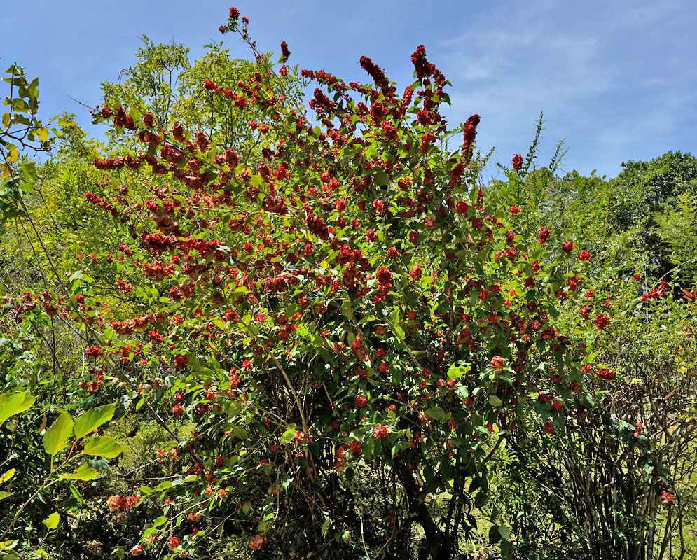 Large shrub of Holmskioldia sanguinea covered in dense clusters of red flowers, standing in a sunlit forest clearing surrounded by other green foliage