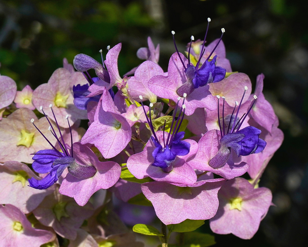 Holmskioldia tettensis has purple tubular flowers with long dark stamens rising from broad pink-lilac saucer-shaped calyces