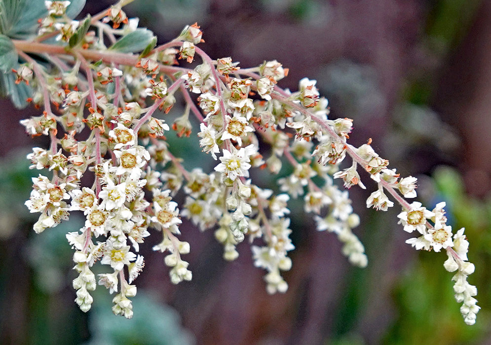 White Holodiscus argenteus flowers