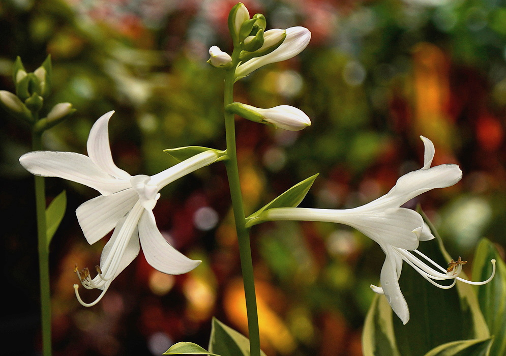 Hosta SunHosta has white spreading flowers with long pale stamens and closed buds along an upright green stalk