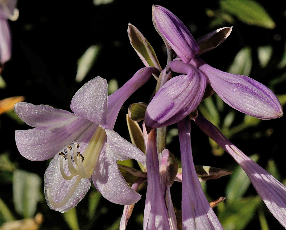 Hosta sieboldii has pale lavender funnel-shaped flowers with dark purple veins and projecting cream-colored stamens