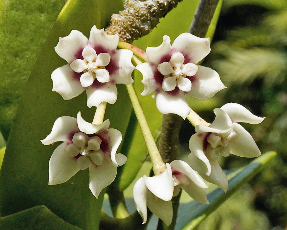 Hoya australis has thick creamy white star-shaped flowers with burgundy centers and pale raised central crowns
