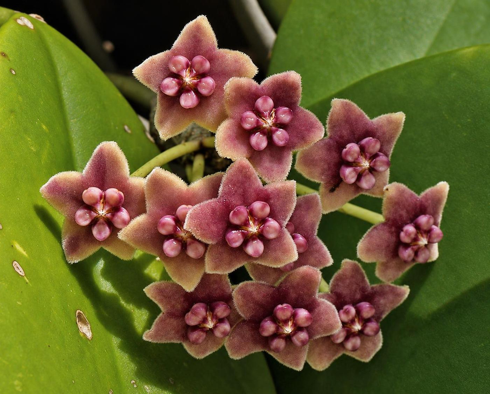Hoya diversifolia bears a cluster of muted rose-brown star-shaped flowers with raised pink central crowns beside a thick green leaf