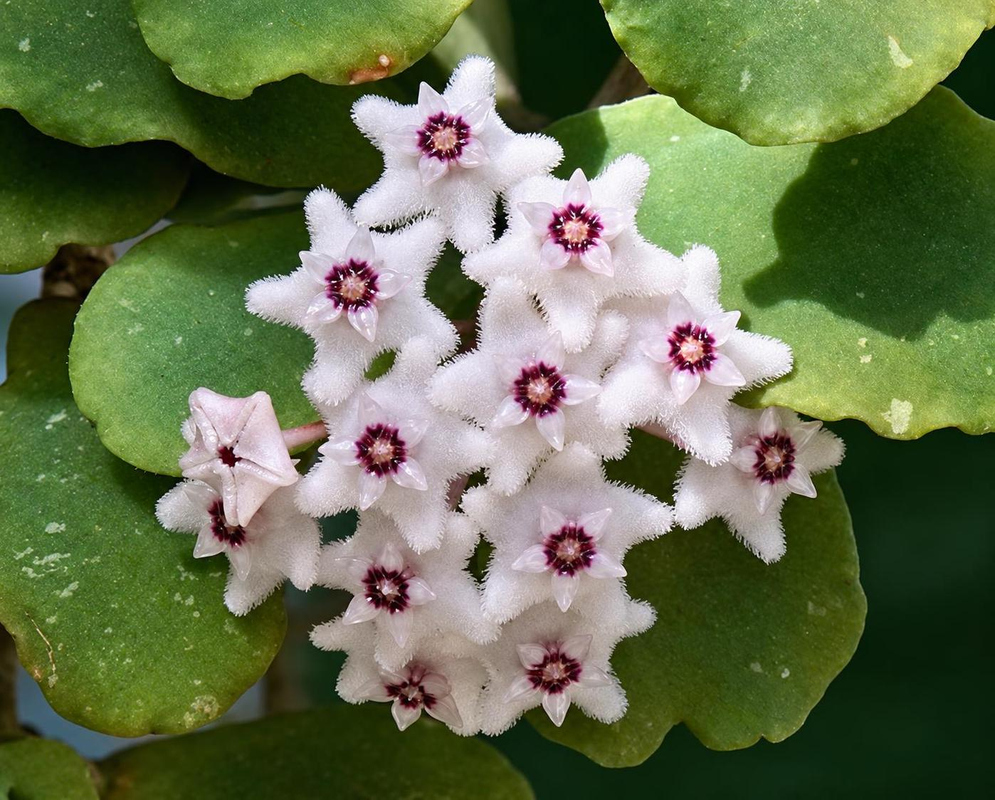 Hoya kanyakumariana has a hanging cluster of small fuzzy white star-shaped flowers with dark red centers against rounded green leaves