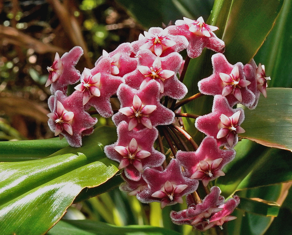 Hoya pubicalyx has a rounded cluster of velvety wine-red star-shaped flowers edged with fine pale hairs and pink central crowns