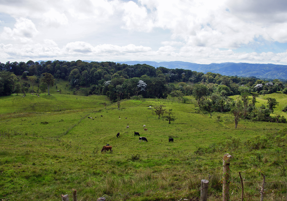 Cattle in Huila