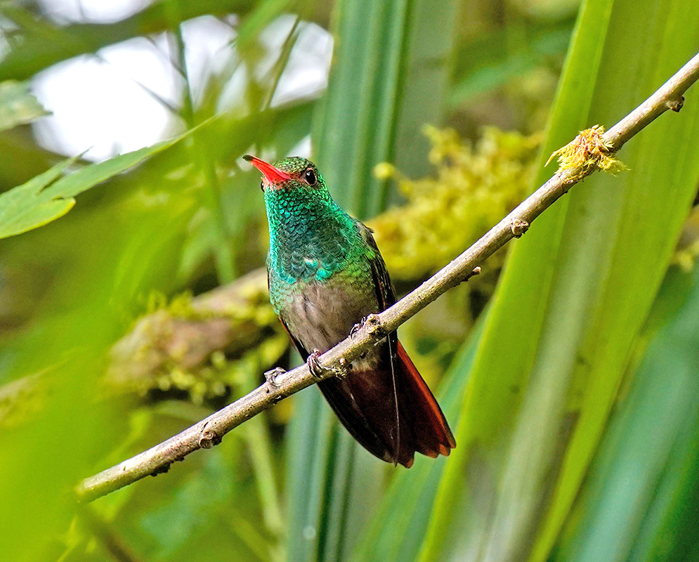 Amazilia tzacatl Hummingbird Bright green hummingbird with a vivid red bill and rusty red tail perched diagonally on a thin branch amid tropical foliage