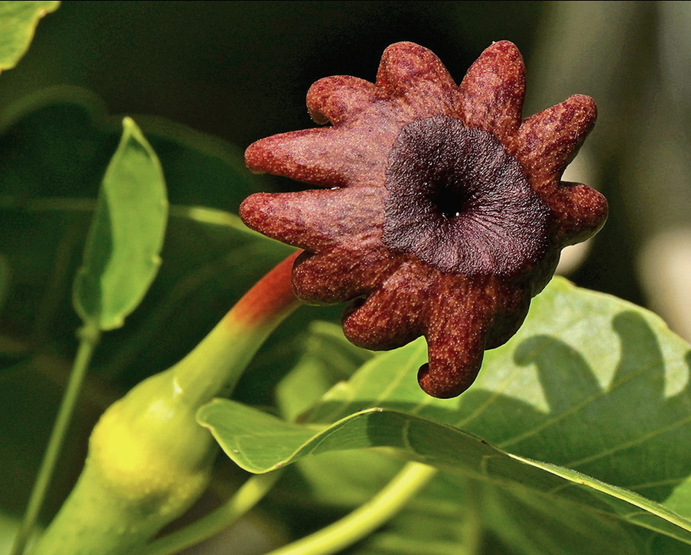 Hura crepitans has a reddish brown star-shaped female flower with a dark central disk above a slender green stalk