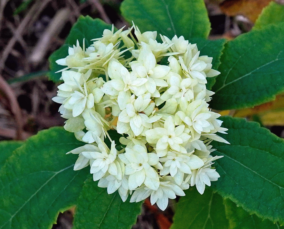 Hydrangea arborescens Hayes Starburst bears a rounded cluster of double creamy white star-shaped flowers above broad toothed green leaves