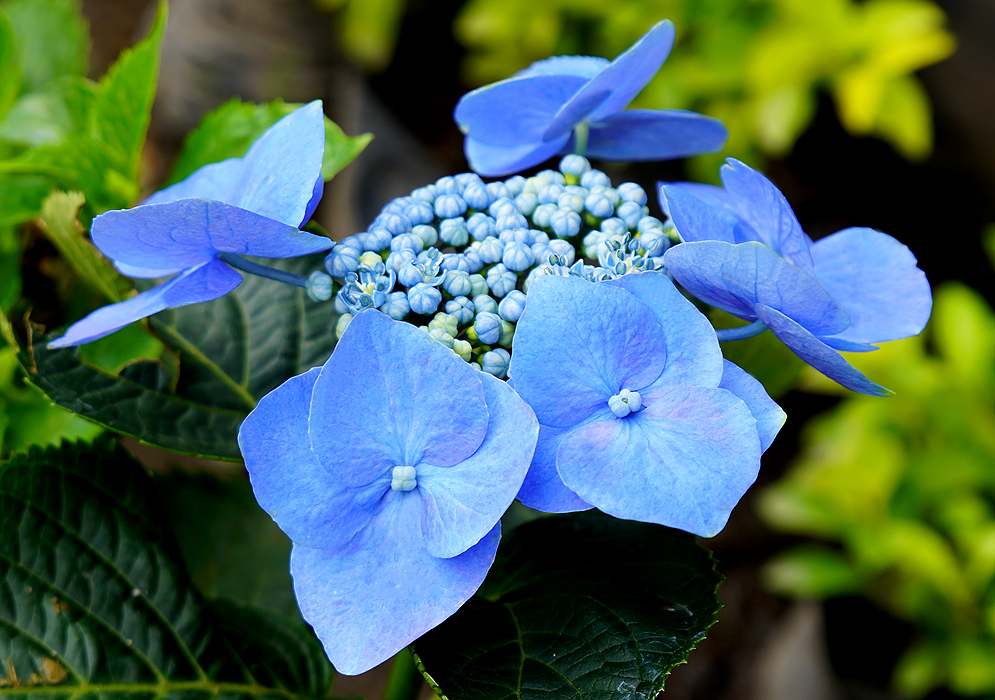 Hydrangea macrophylla blue flowers