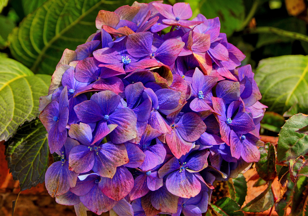 A cluster of purple, blue and pink Hydrangea macrophylla flowers