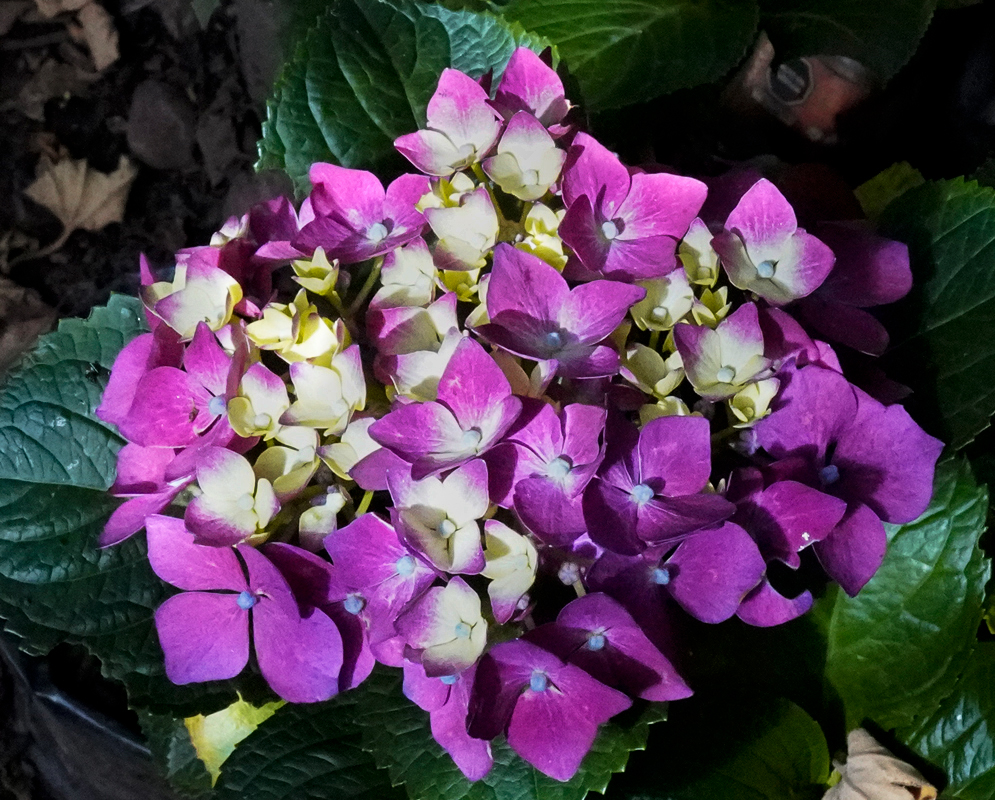 Blue and Reddish-purple Hydrangea macrophylla flower clusters in front of a house