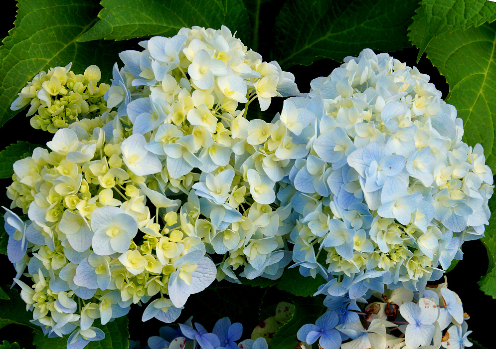 A Hydrangea macrophylla inflorescence with clusters of light blue and cream colored flowers