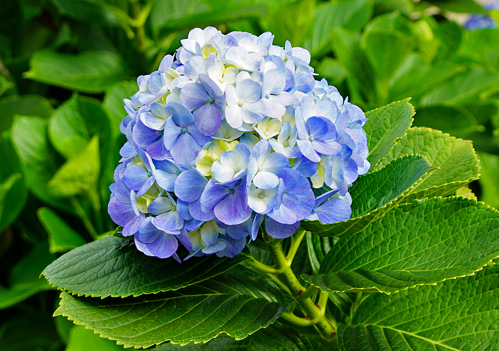 Blue Hydrangea macrophylla flower cluster