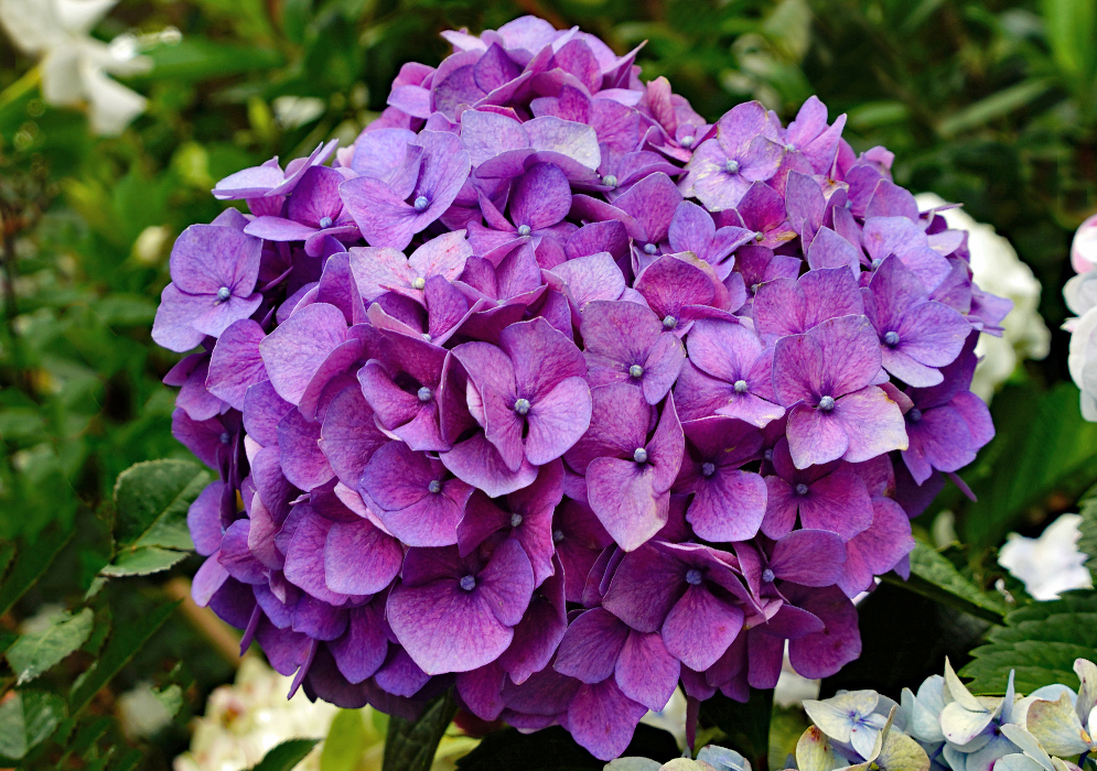 A purple Hydrangea macrophylla flower cluster