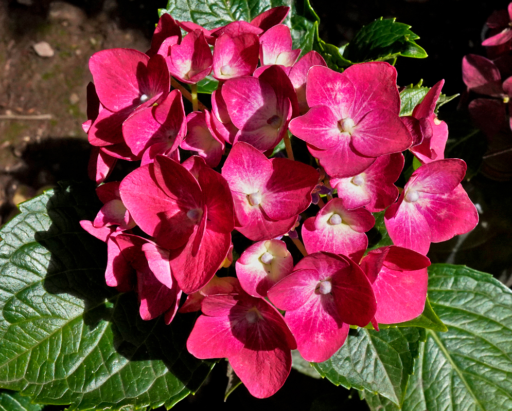A Hydrangea macrophylla inflorescence with clusters of red flowers