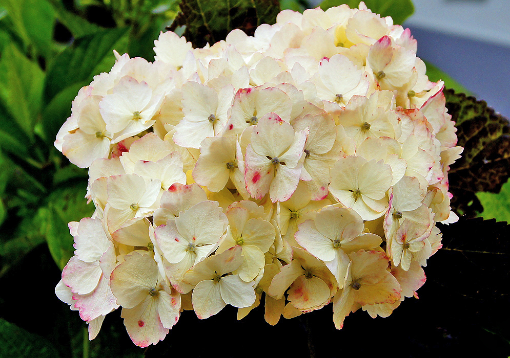 A cluster of white Hydrangea macrophylla flowers with rose color markings
