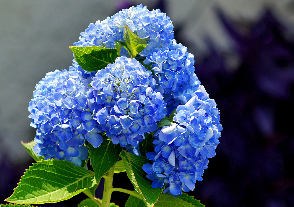 A Hydrangea macrophylla inflorescence with clusters of blue flowers