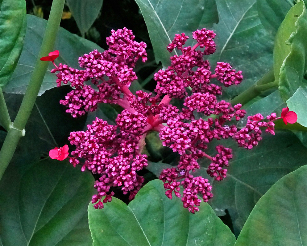 Hydrangea peruviana inflorscence