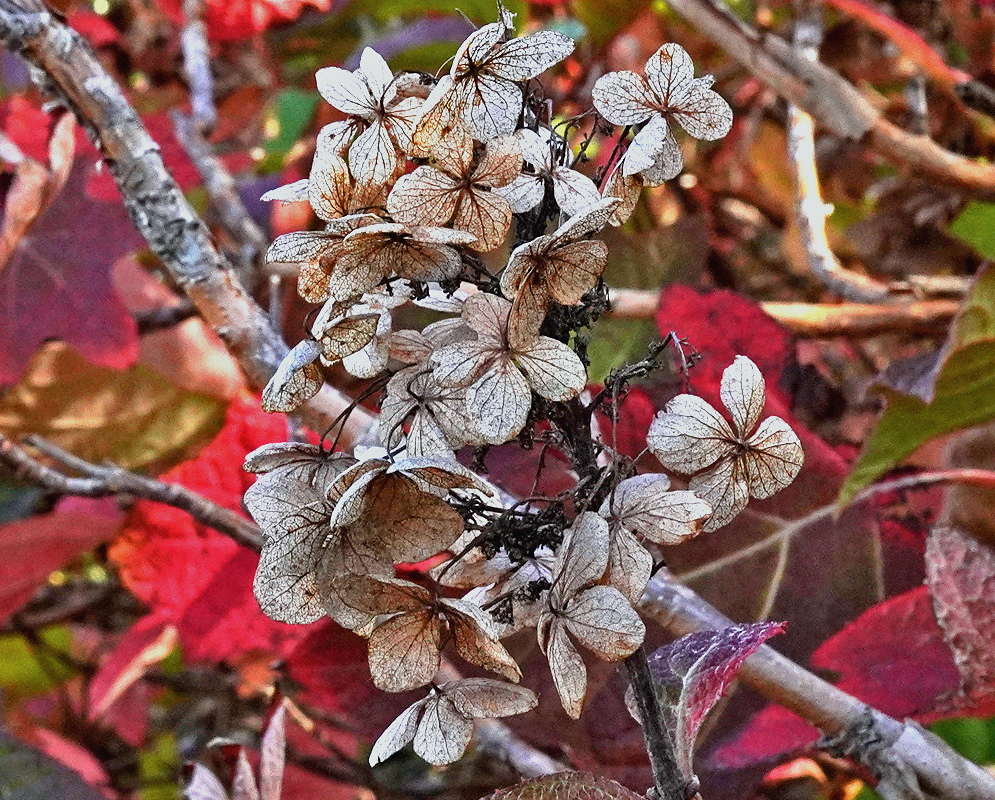 Hydrangea quercifolia has dry tan flower clusters with prominently veined sepals beside red oak-shaped leaves