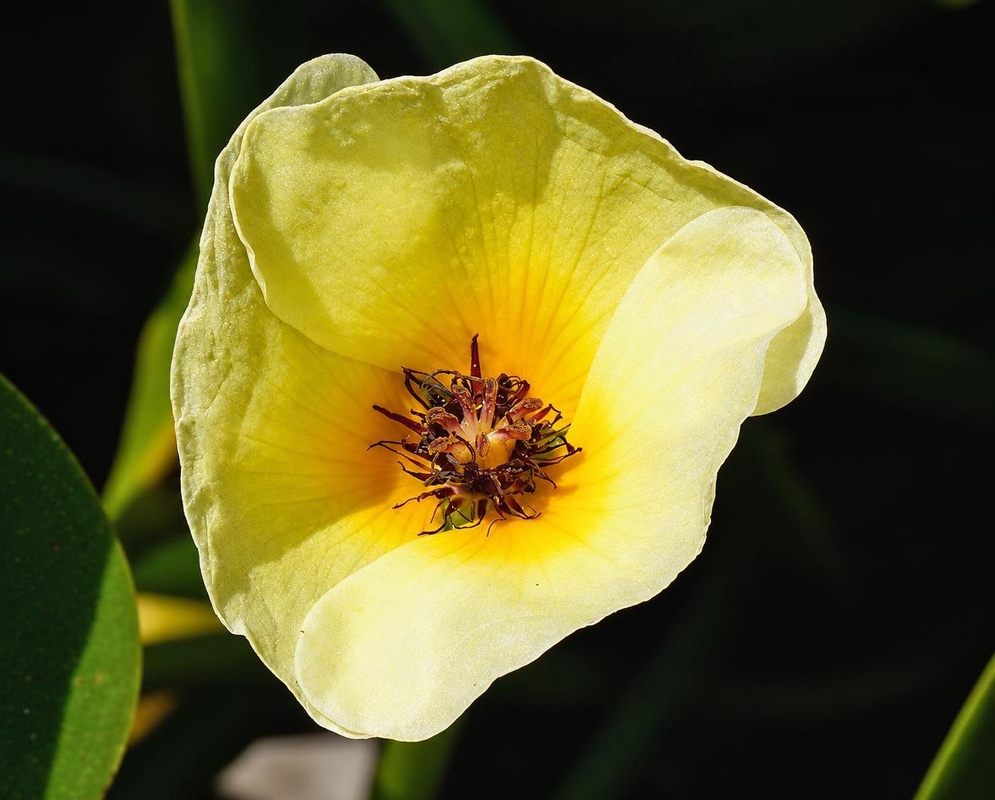 Hydrocleys nymphoides has three broad pale yellow petals surrounding a dark purple center with yellow anthers