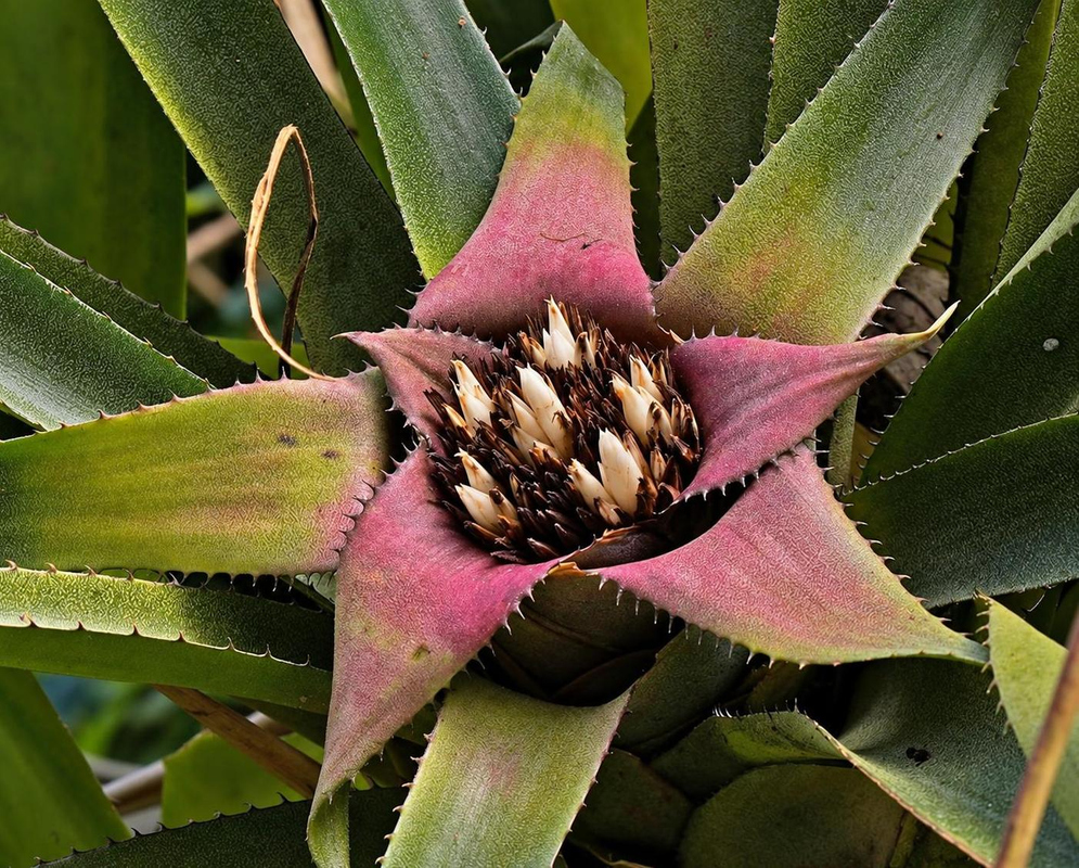 Hylaeaicum margaretae has long toothed green leaves with pink inner bases surrounding a dense central cluster of pale buds