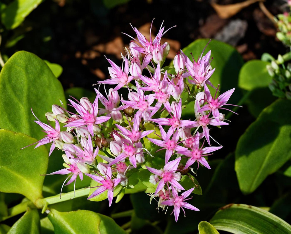 Hylotelephium spectabile bears an open cluster of pink star-shaped flowers with long projecting stamens above fleshy green leaves