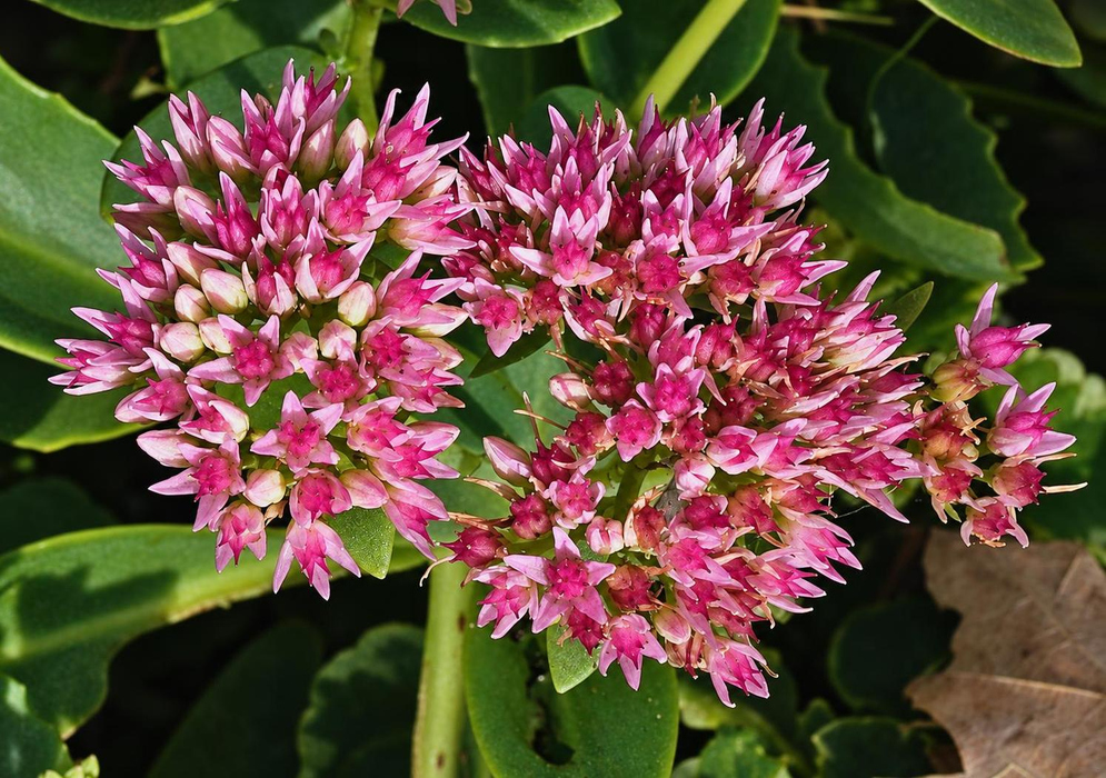 Hylotelephium telephium has a dense rounded cluster of deep pink star-shaped flowers and pale green buds above succulent leaves