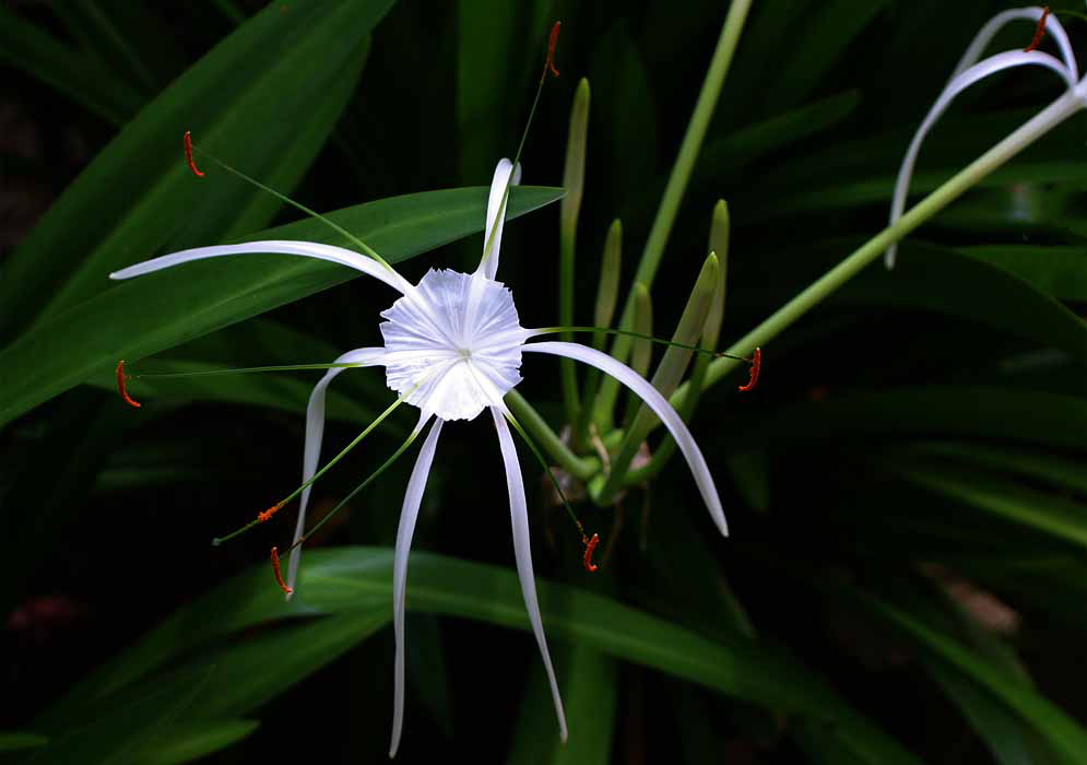 White Hymenocallis littoralis flower with green filaments and orange anthers