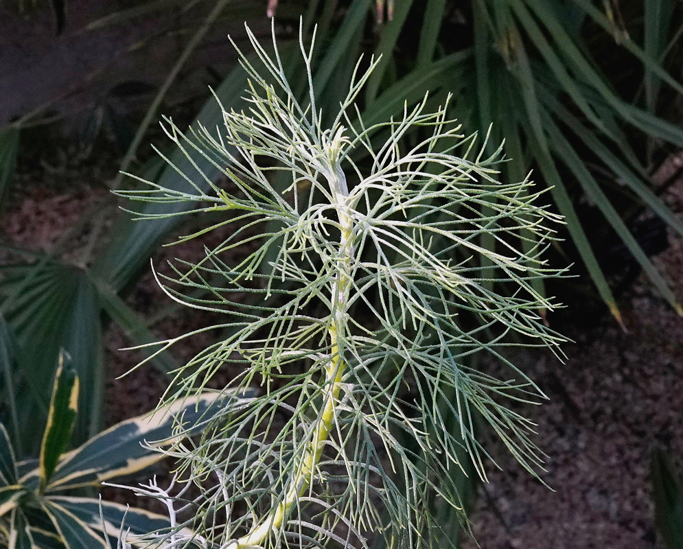 Hymenolepis parviflora has finely divided silvery green needle-like leaves along branching woody stems