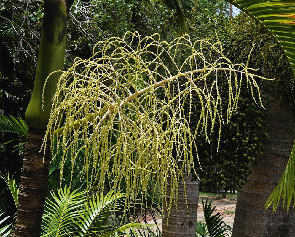 Hyophorbe indica has a long branching pale yellow inflorescence with drooping slender tips beside a narrow ringed trunk
