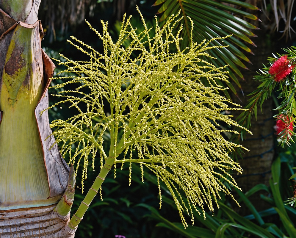 Hyophorbe lagenicaulis bears a spreading yellow-green branched inflorescence below its green crownshaft beside a swollen ringed trunk