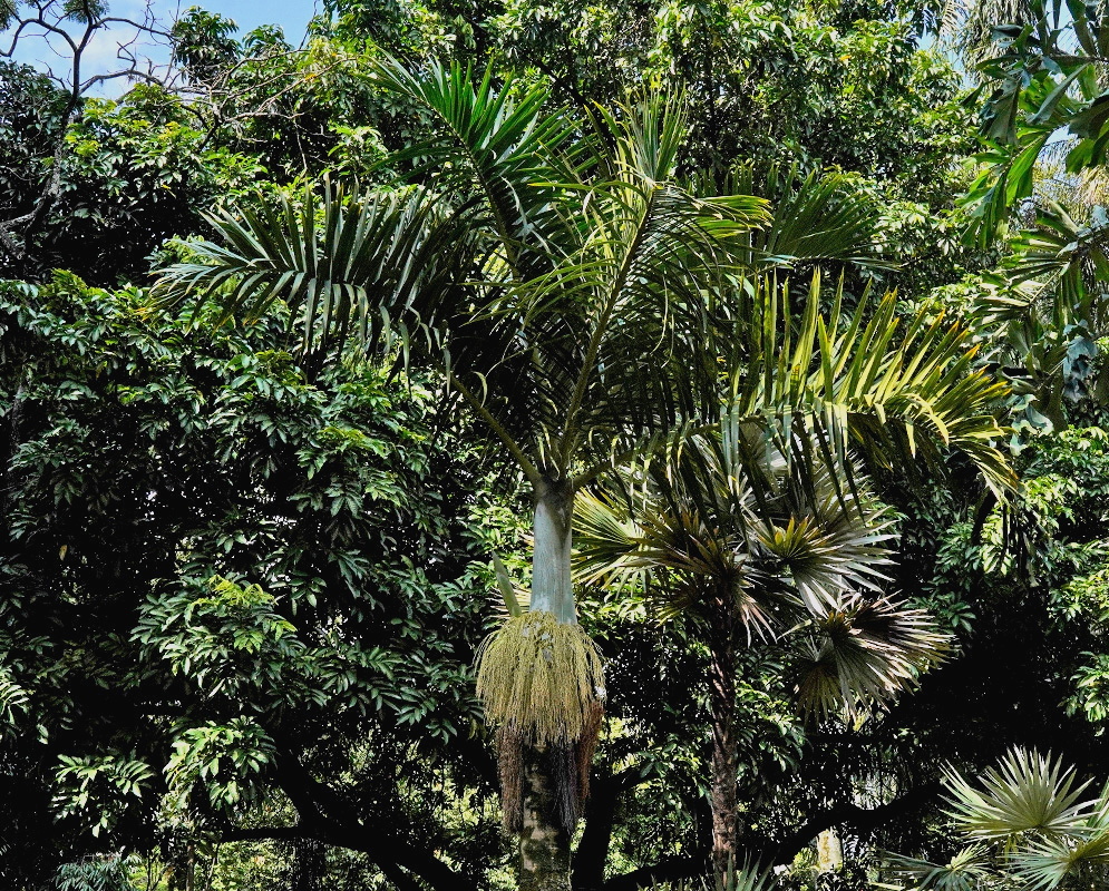 Hyophorbe verschaffeltii plant habit and foliage