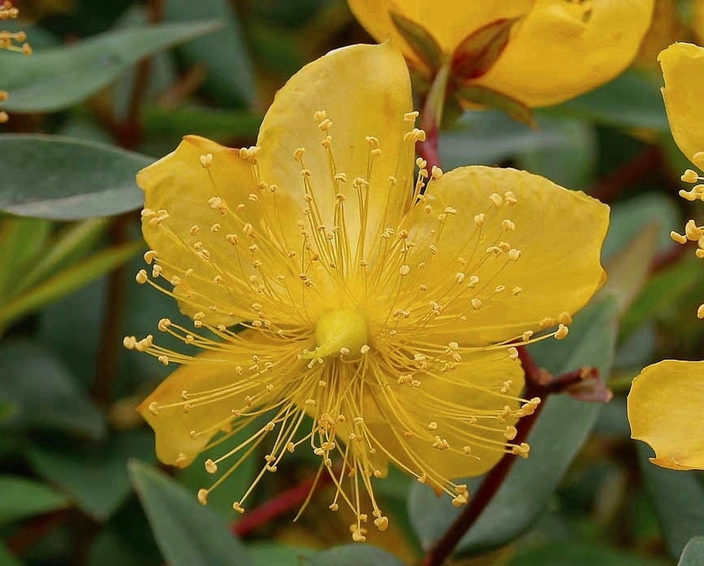 Yellow Hypericum flower with five broad petals and many prominent stamens