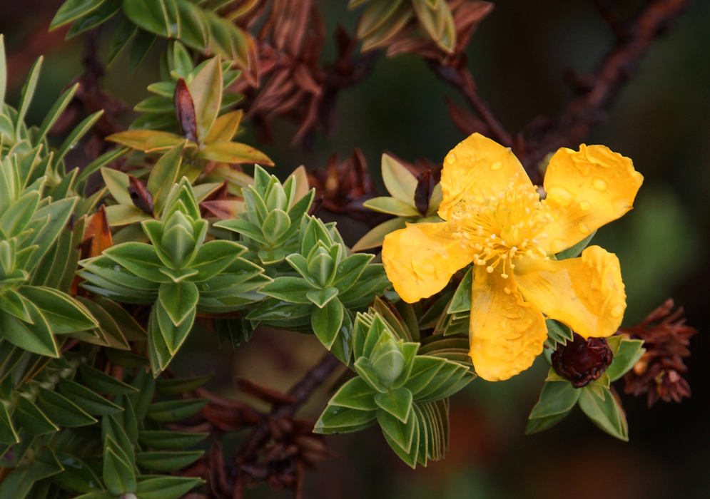 Yellow Hypericum mexicanum flower covered in raindrops 