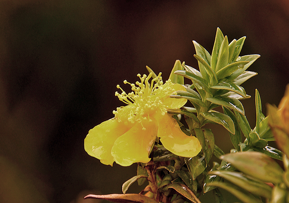 Bright yellow Hypericum mexicanum flower