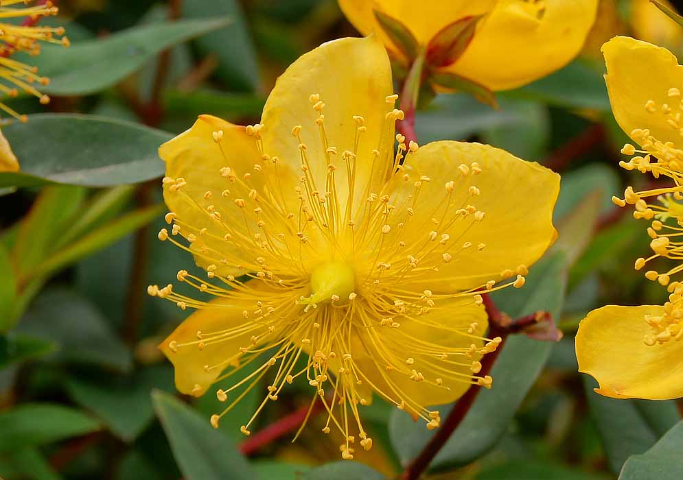 Yellow Hypericum monogynum flower 
