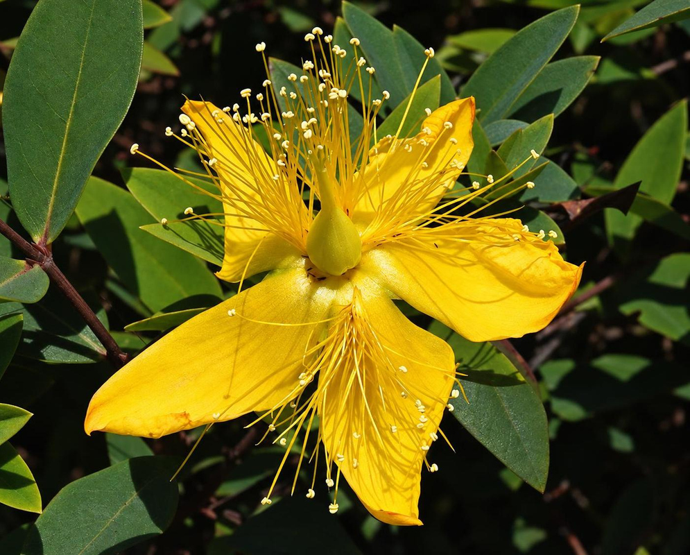 Hypericum perforatum has a bright yellow five-petaled flower with black dots along the petal edges and numerous long yellow stamens