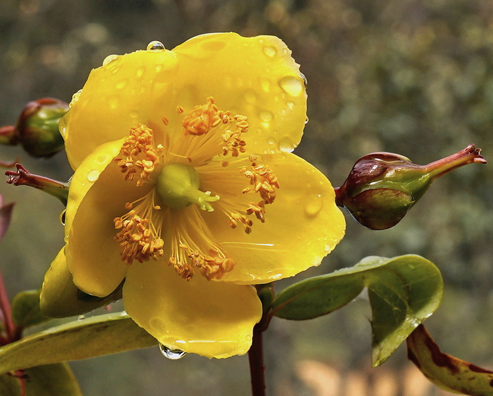 Hypericum × hidcoteense has broad yellow petals holding raindrops around yellow stamens tipped with orange anthers beside green leaves