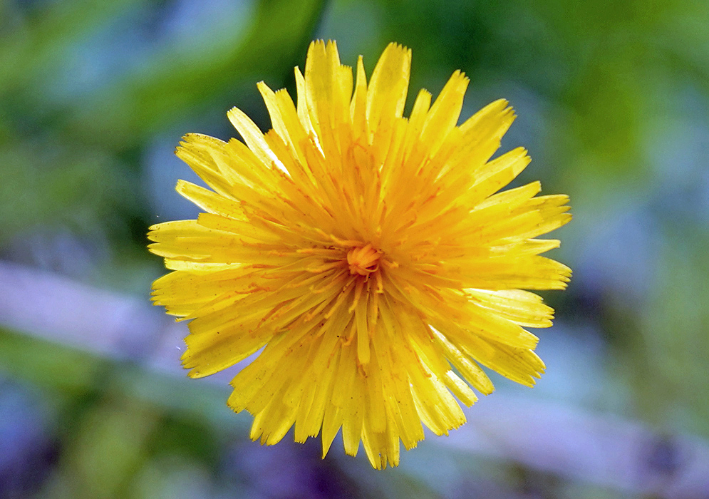 Yellow Hypochaeris radicata flower