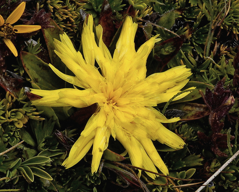 Hypochaeris sessiliflora has a low yellow flower head composed of many narrow strap-shaped florets beside small lance-shaped leaves