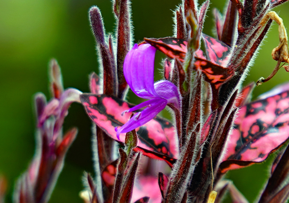 Hypoestes phyllostachya purple flower