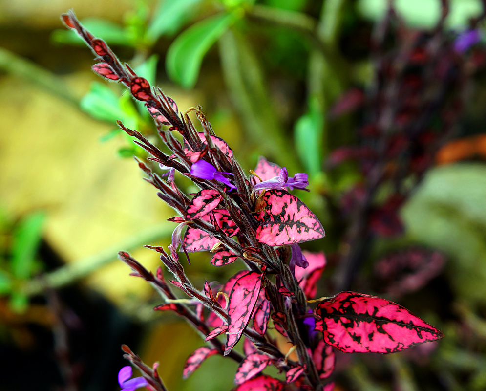Dark pink Hypoestes phyllostachya leaves with purple flowers