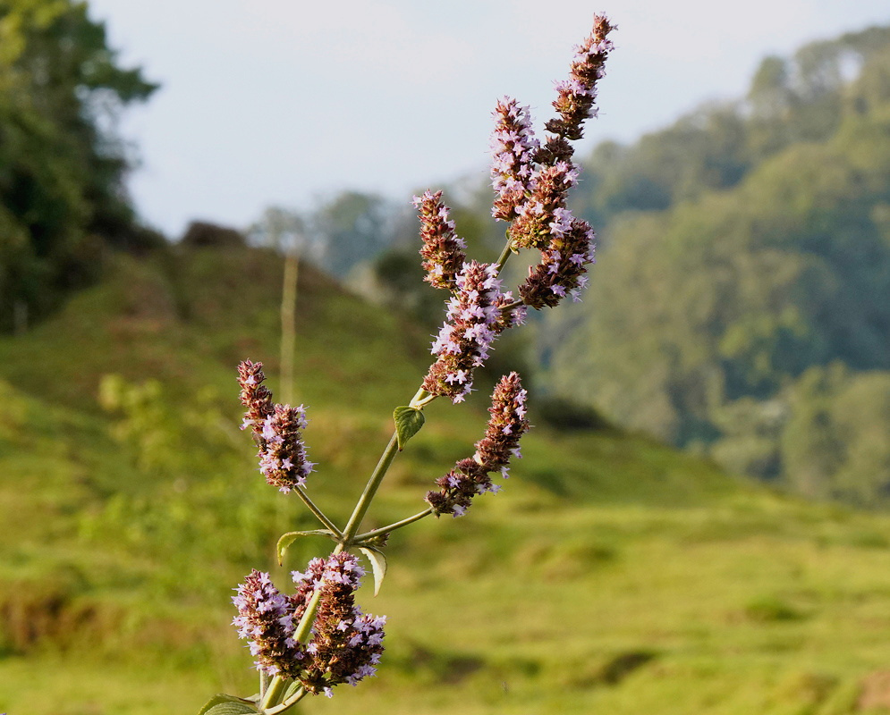 Hyptis mutabilis has slender branching flower spikes with small pale purple blooms and brown calyces in a grassy landscape